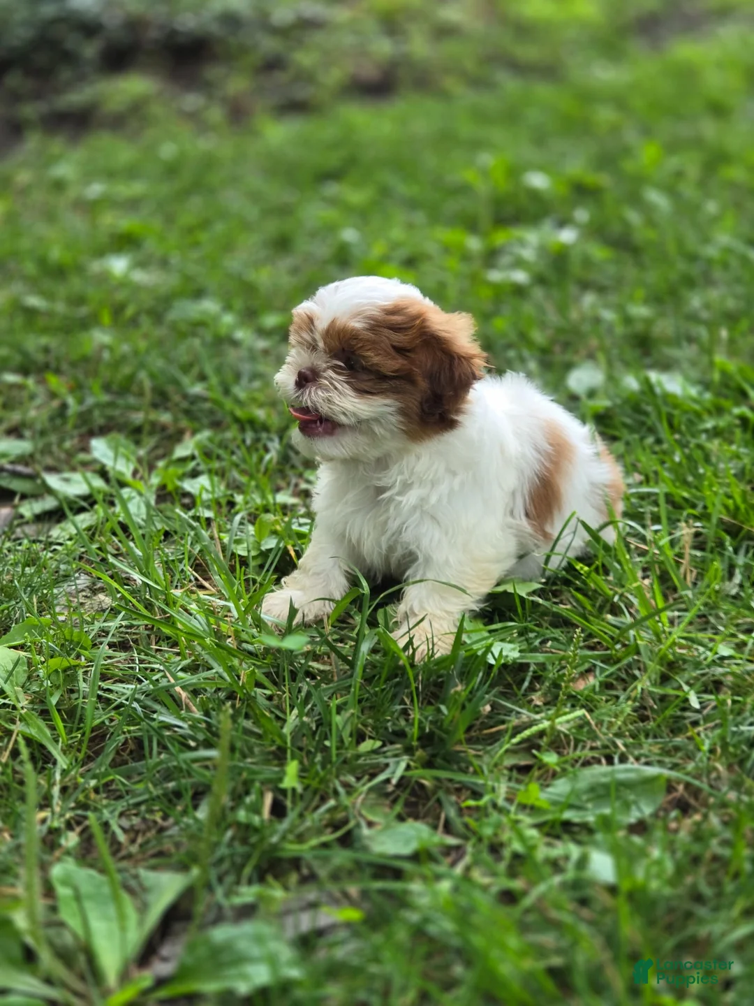Shih Tzu dogs for sale: Shih Tzu 2 - Ad 1