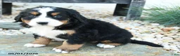 Bernese Mountain Dog dogs for sale: Beautiful Belle - Ad 3