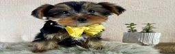 Yorkshire Terrier dogs for sale: Lance - Ad 1