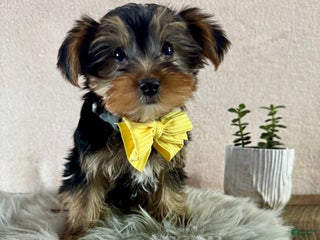 Yorkshire Terrier dogs Lance - Ad 40