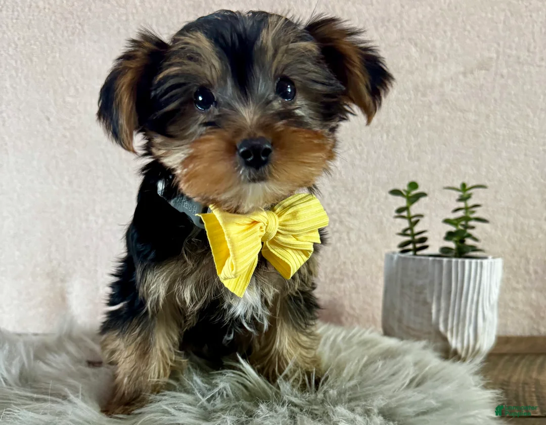 Yorkshire Terrier dogs for sale: Lance - Ad 1