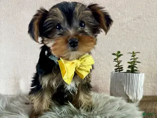 Yorkshire Terrier dogs Lance - Ad 38