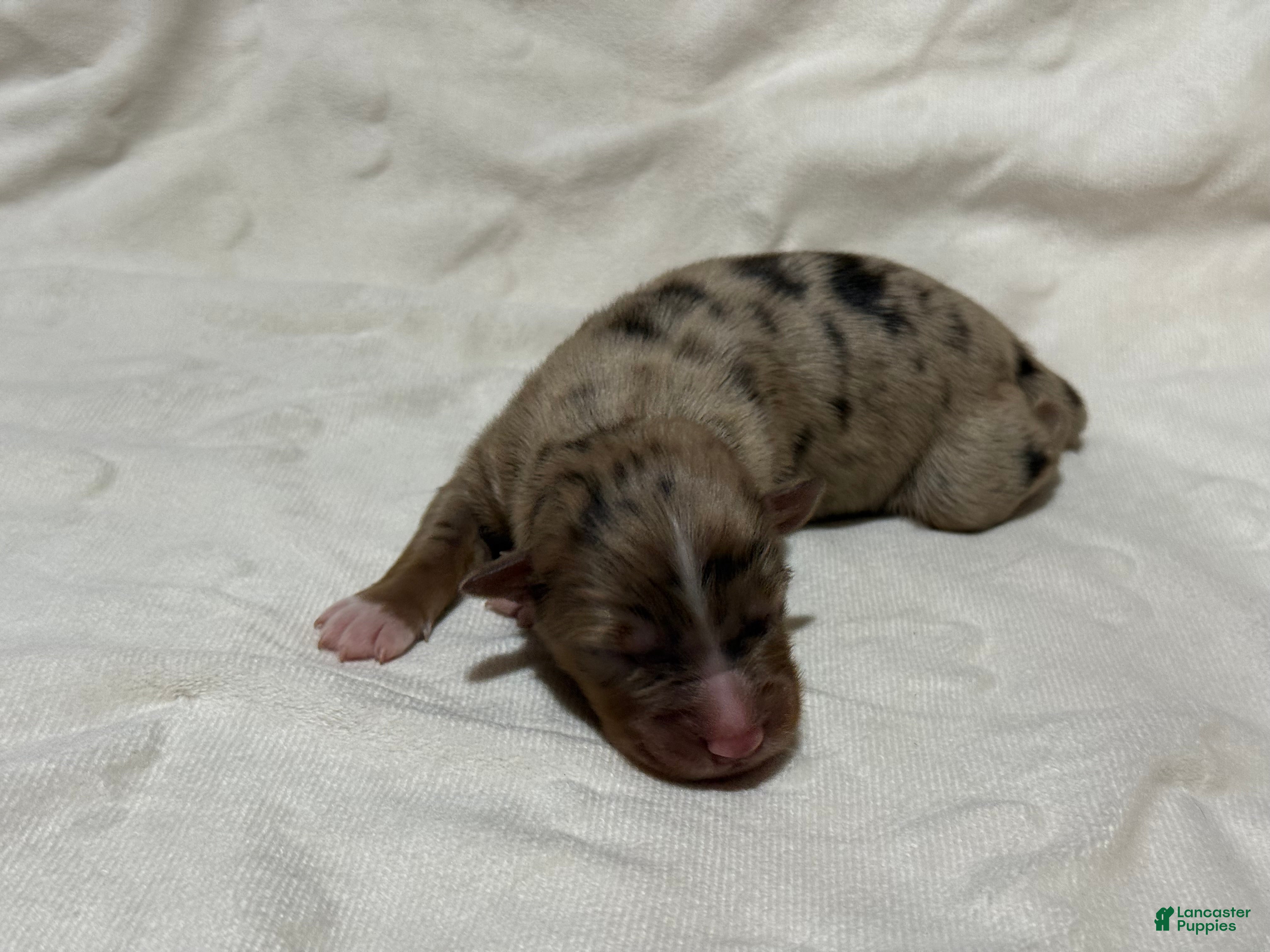 Australian Shepherd dogs Juniper  - Ad 26