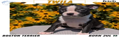Twila 