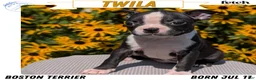 Boston Terrier dogs for sale: Twila  - Ad 1