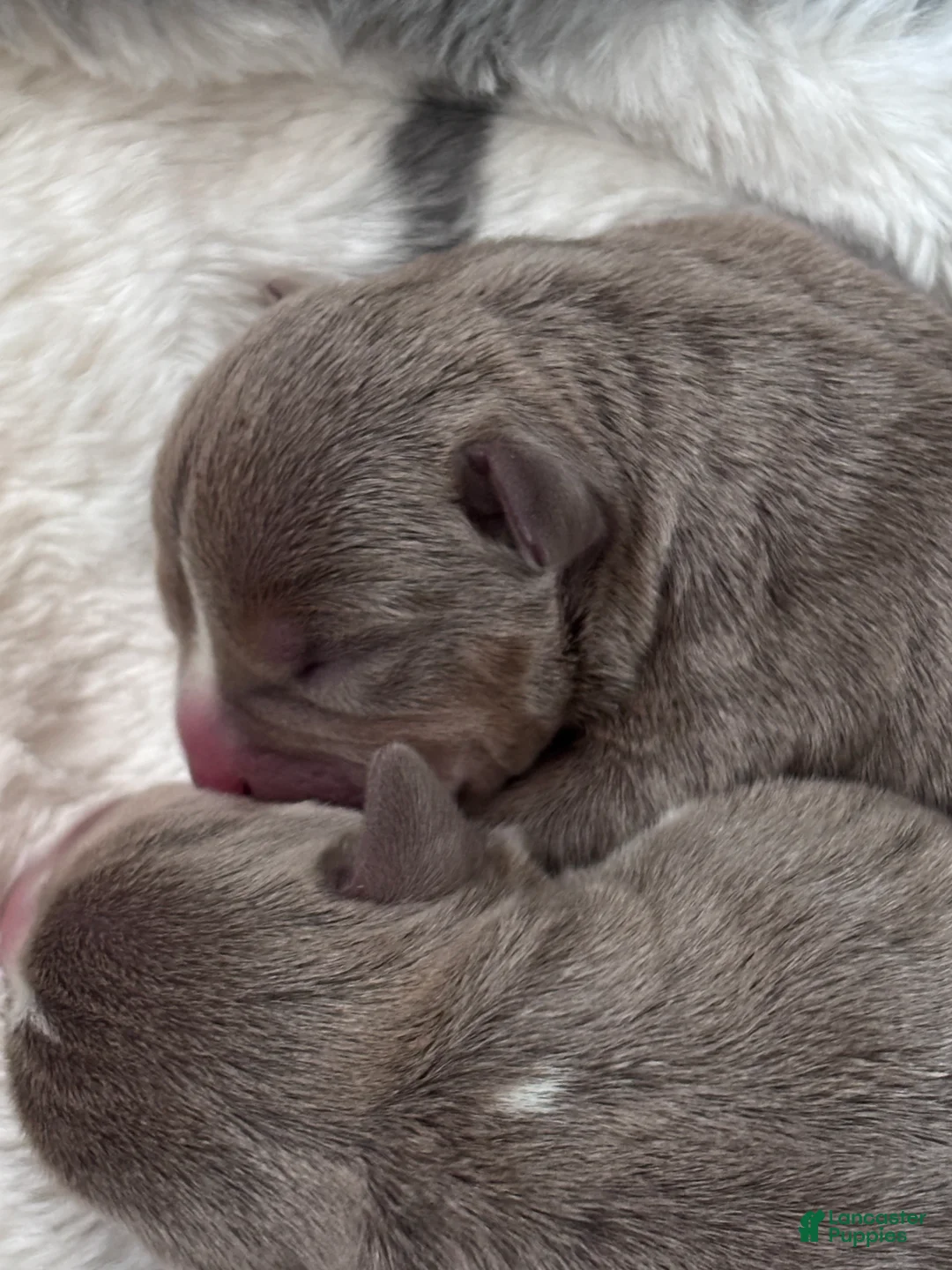 American Bully dogs for sale: American Bully Puppy 7 - Ad 10