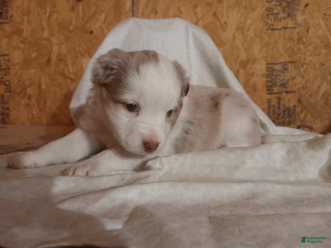 Australian Shepherd dogs for sale: Oatmeal  - Ad 3