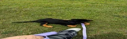 Rottweiler dogs for sale: Rottweiler 1 - Ad 2