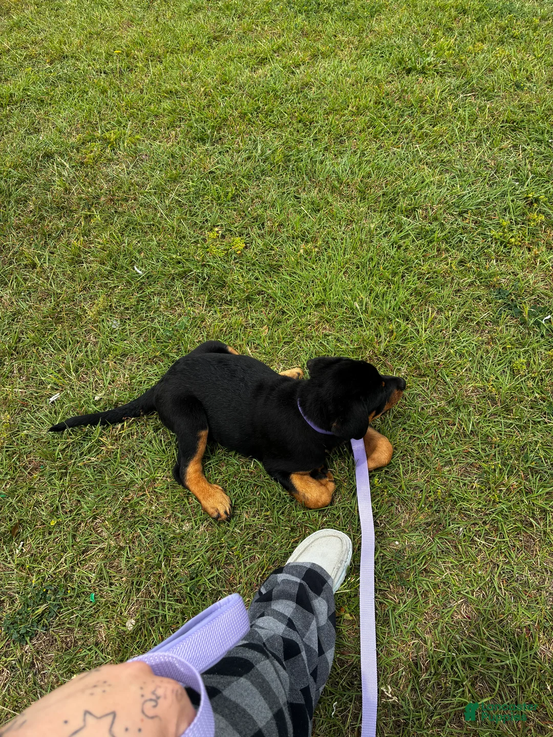 Rottweiler dogs for sale: Rottweiler 1 - Ad 2