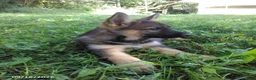 German Shepherd dogs for sale: Risa - Ad 4
