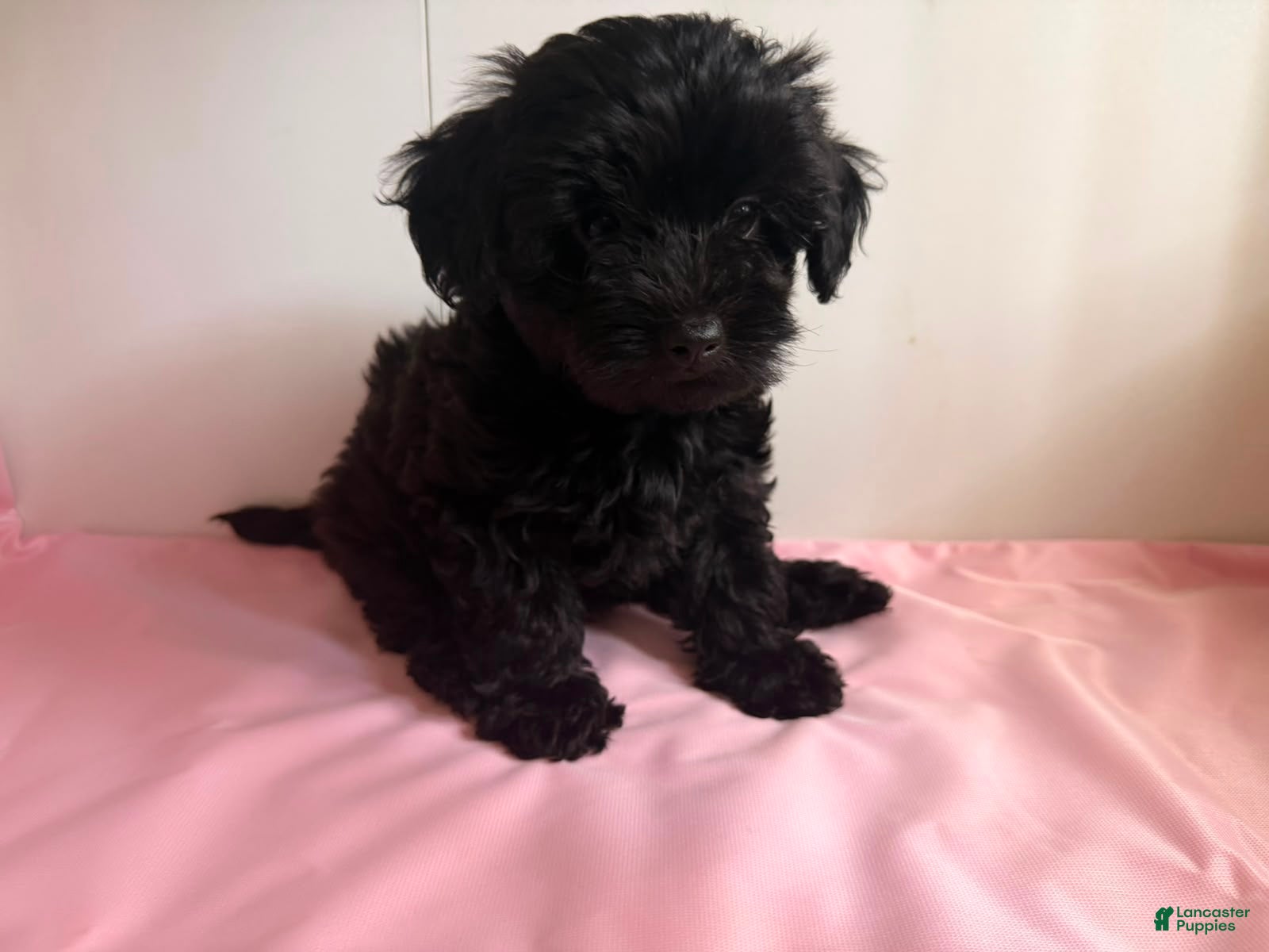 Yorkiepoo dogs Umi - Ad 2