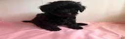 Yorkiepoo dogs for sale: Umi - Ad 2