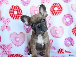 French Bulldog dogs Pierre - Ad 17