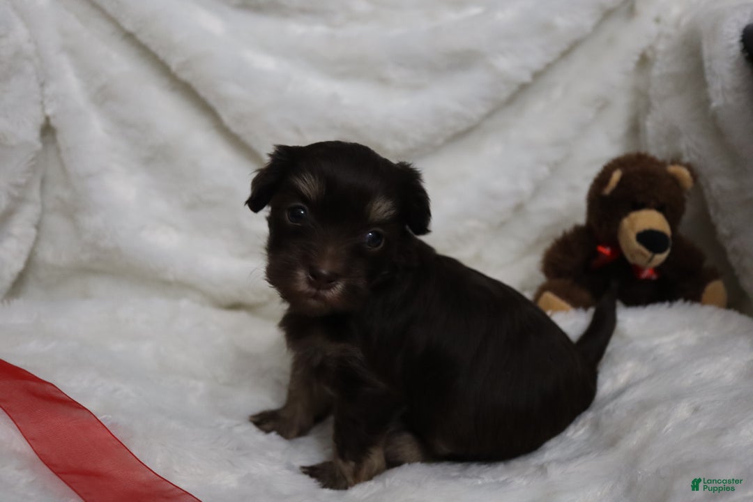 Havanese dogs for sale: Chocolate - Ad 2