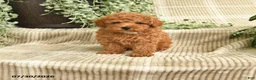 Miniature Poodle dogs for sale: Quintana - Ad 1