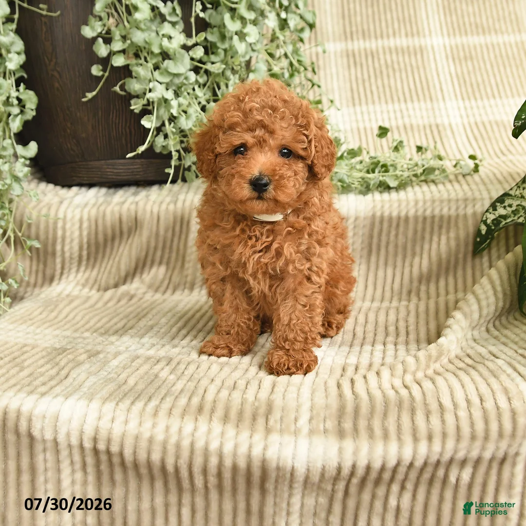 Miniature Poodle dogs for sale: Quintana - Ad 1