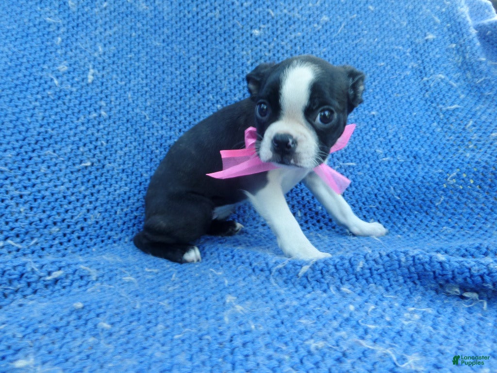 Boston Terrier dogs Rayna  - Ad 2