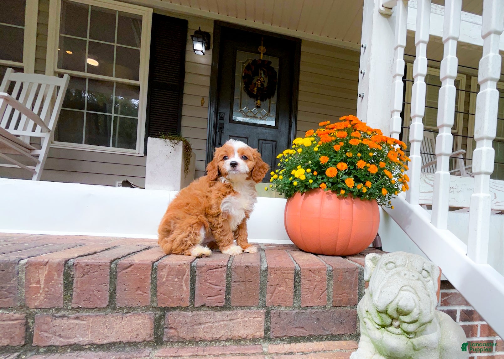 Cavapoo dogs Sullivan - Ad 22