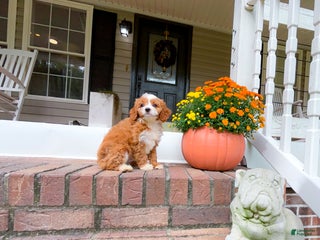 Cavapoo dogs Sullivan - Ad 3
