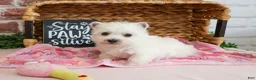 West Highland Terrier dogs for sale: Caroline - Ad 4