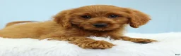 Cavapoo dogs for sale: Reese 🍫 - Ad 4