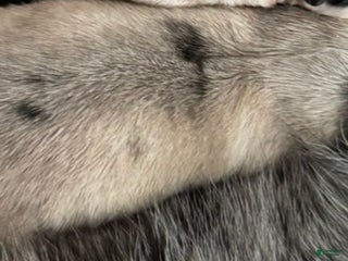 Pomsky dogs Pomsky Puppy 4 grey multi - Ad 24