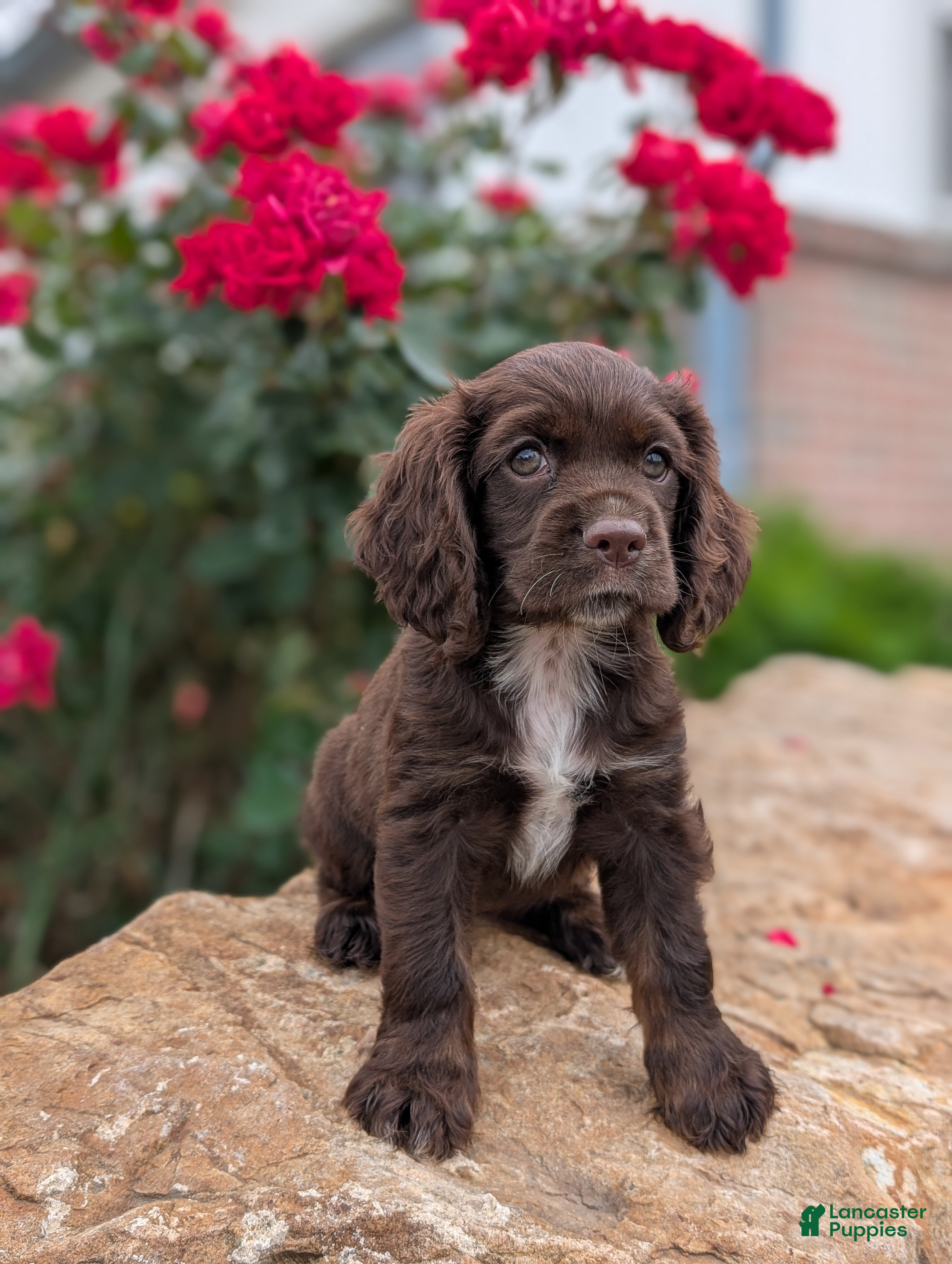 Cocker Spaniel dogs Rosie - Ad 2