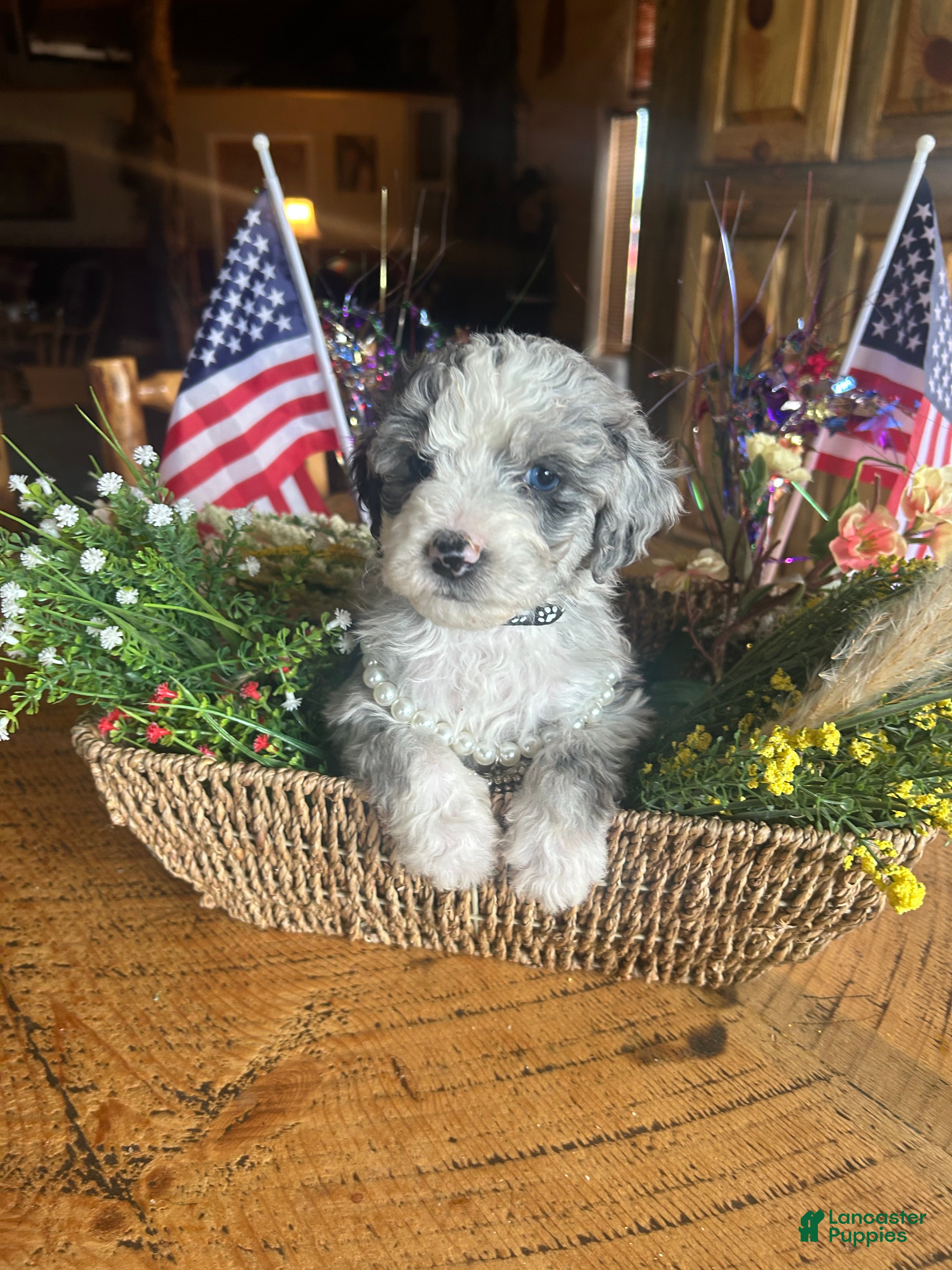 Sheepadoodle dogs Michelle - Ad 2