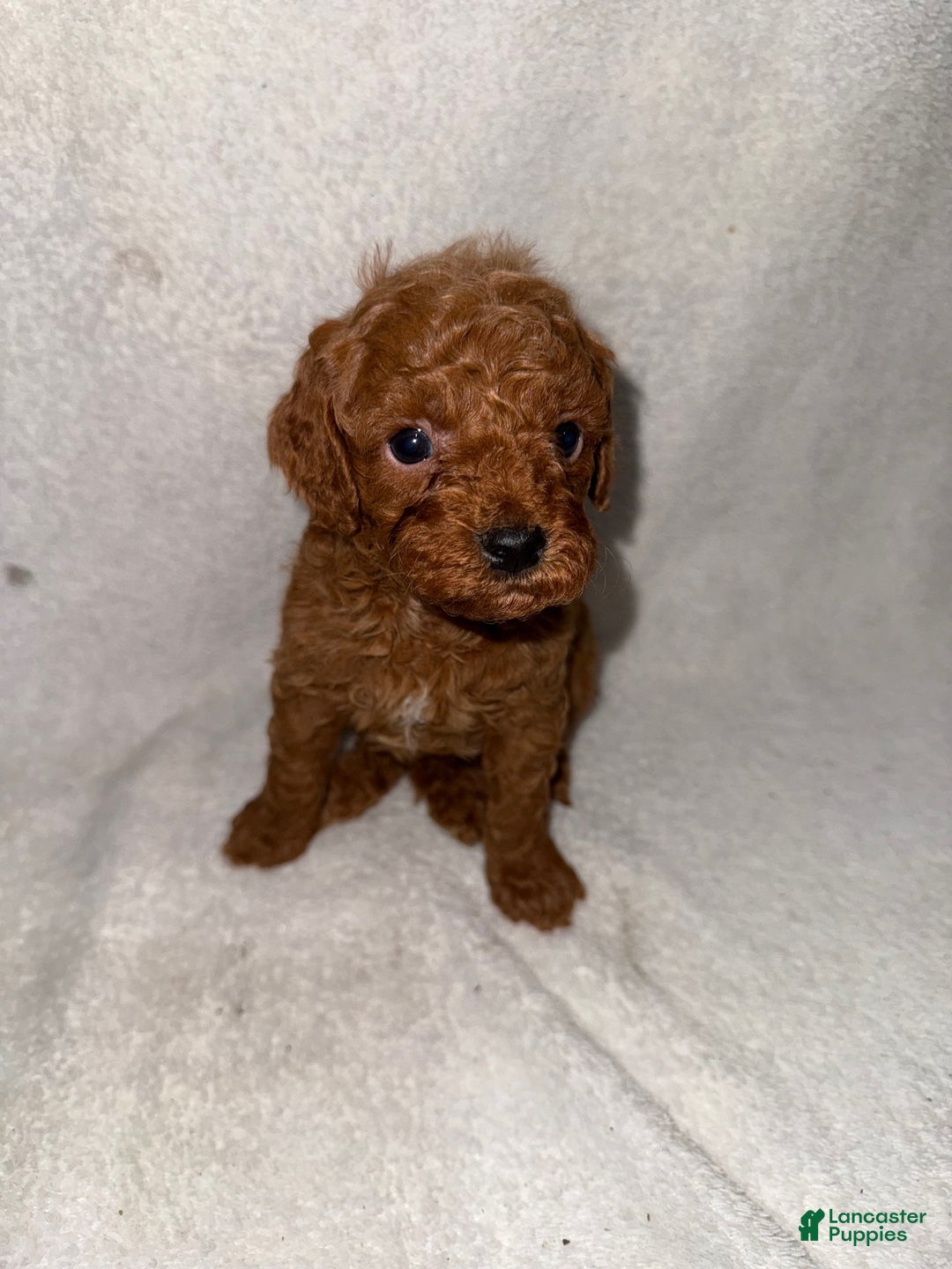 Cavapoo dogs for sale: Cavapoo Puppy 1 - Ad 1