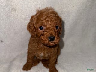 Cavapoo dogs Cavapoo Puppy 1 - Ad 33