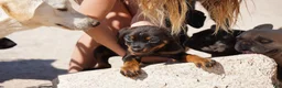 Rottweiler dogs for sale: Light Blue Collar - Ad 4