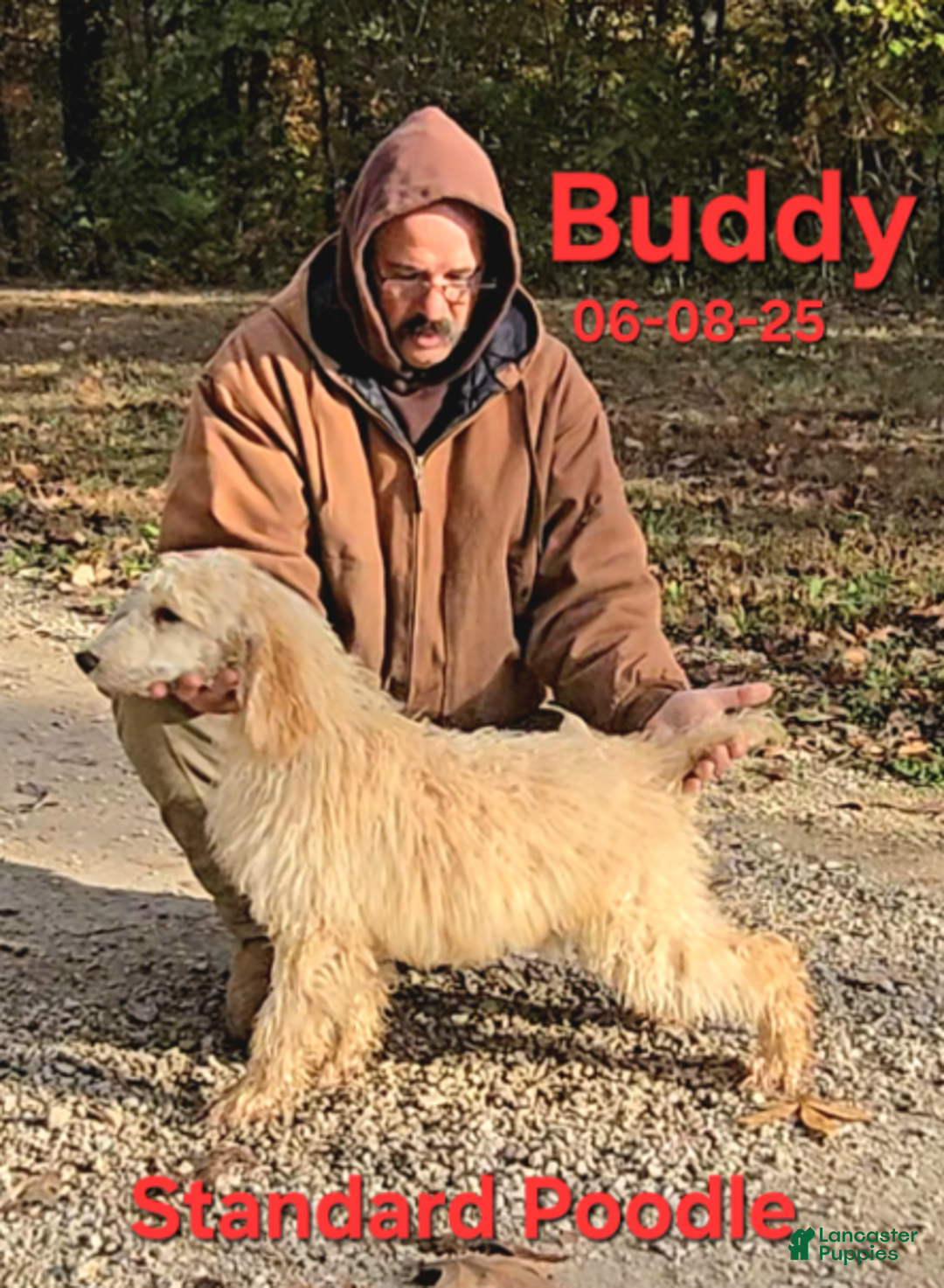 Standard Poodle dogs for sale: Buddy - Ad 3