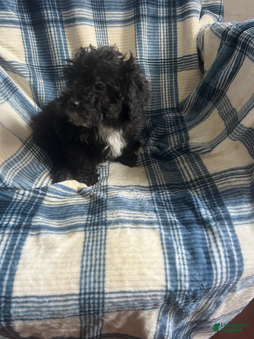 Toy Poodle dogs for sale:  Penny - Ad 4