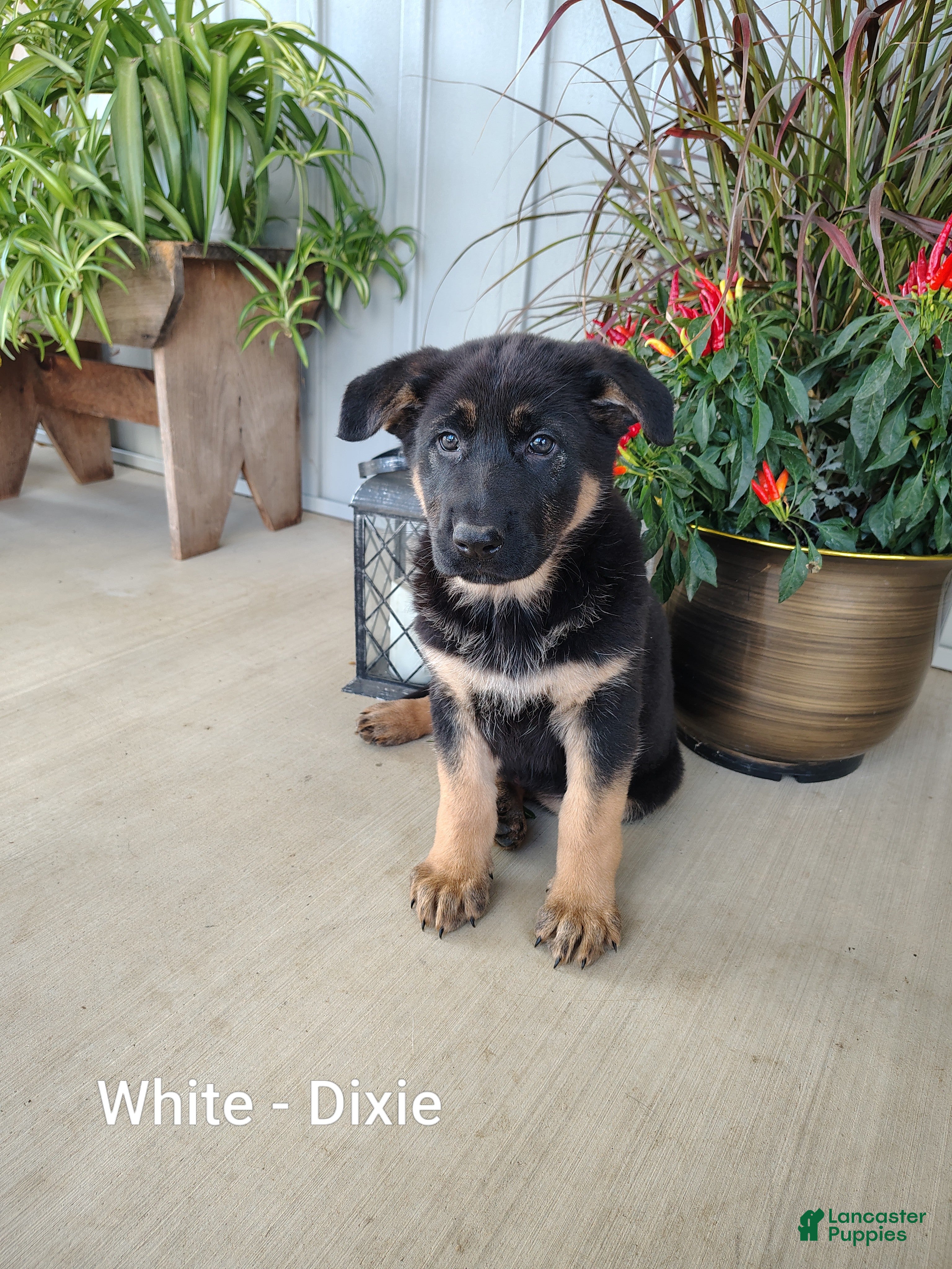 German Shepherd dogs for sale: Dixie - White - Ad 2