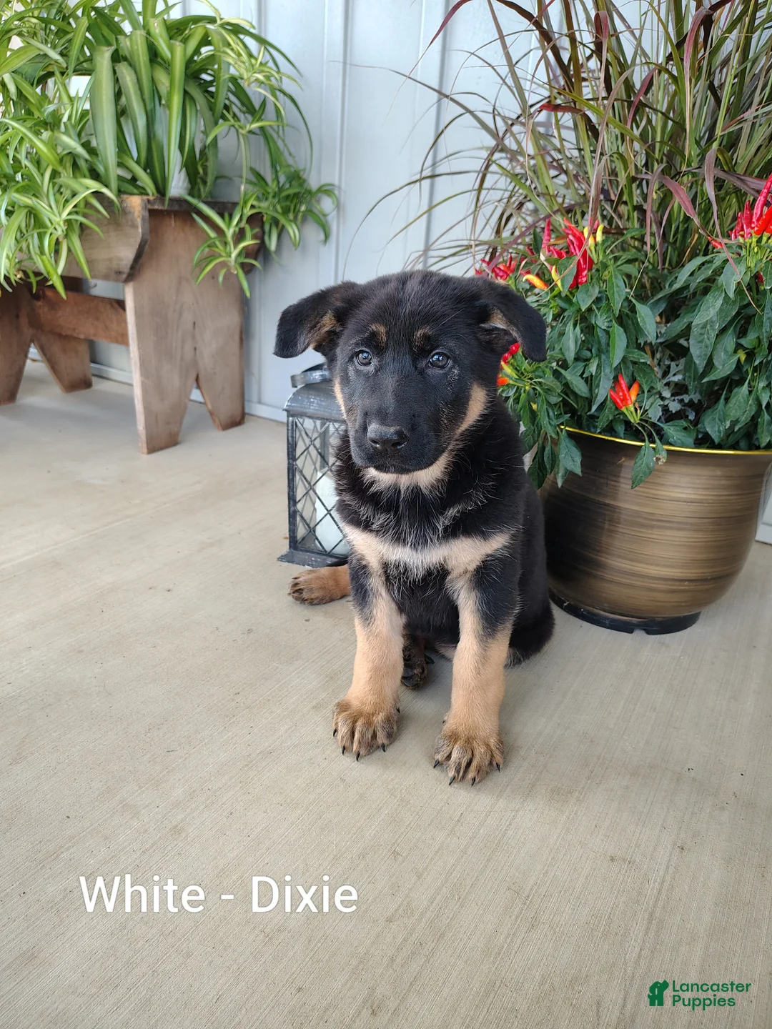 German Shepherd dogs for sale: Dixie - White - Ad 2