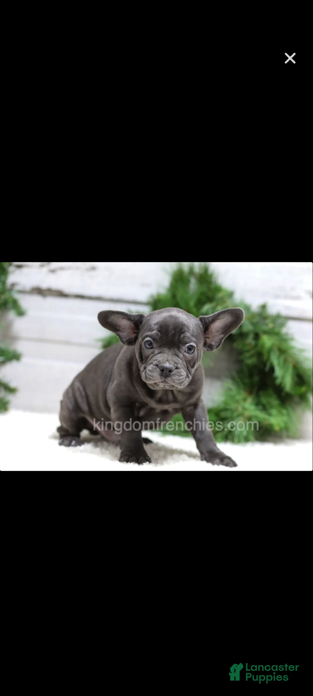 French Bulldog dogs for sale: Carter - Ad 3
