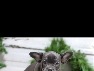 French Bulldog dogs Carter - Ad 6