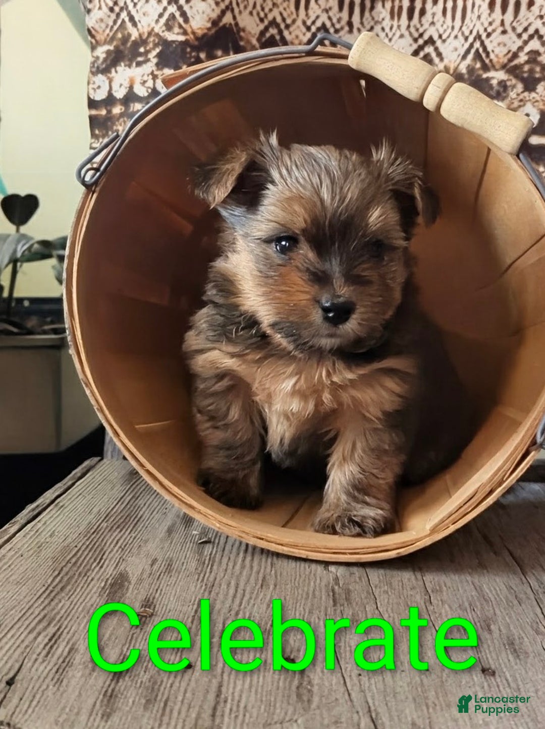 Yorkshire Terrier dogs for sale: Celebrate  - Ad 1