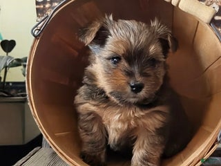 Yorkshire Terrier dogs Celebrate - Ad 28