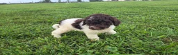 Goldendoodle dogs for sale: Felicity - Ad 3