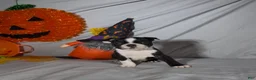 Boston Terrier dogs for sale: Kimi - Ad 2