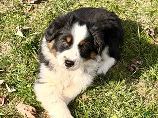 Australian Shepherd dogs Australian Shepherd Puppy 1 - Ad 4