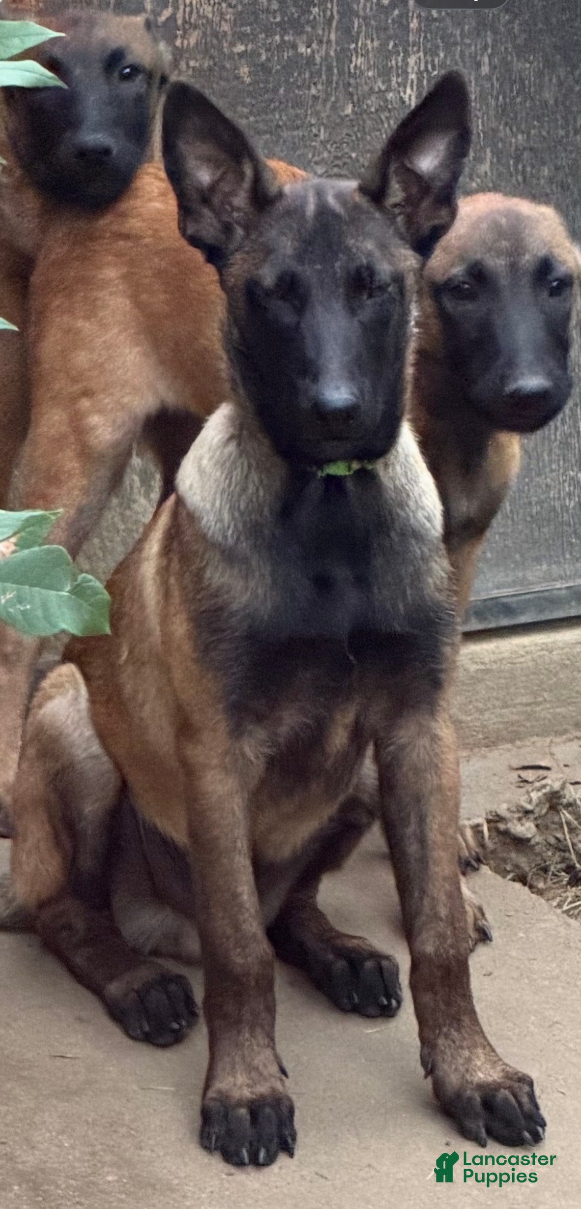 Belgian Malinois dogs Belgian Malinois 4 - Ad 8