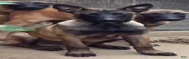 Belgian Malinois 4