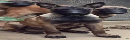 Belgian Malinois dogs for sale: Belgian Malinois 4 - Ad 1