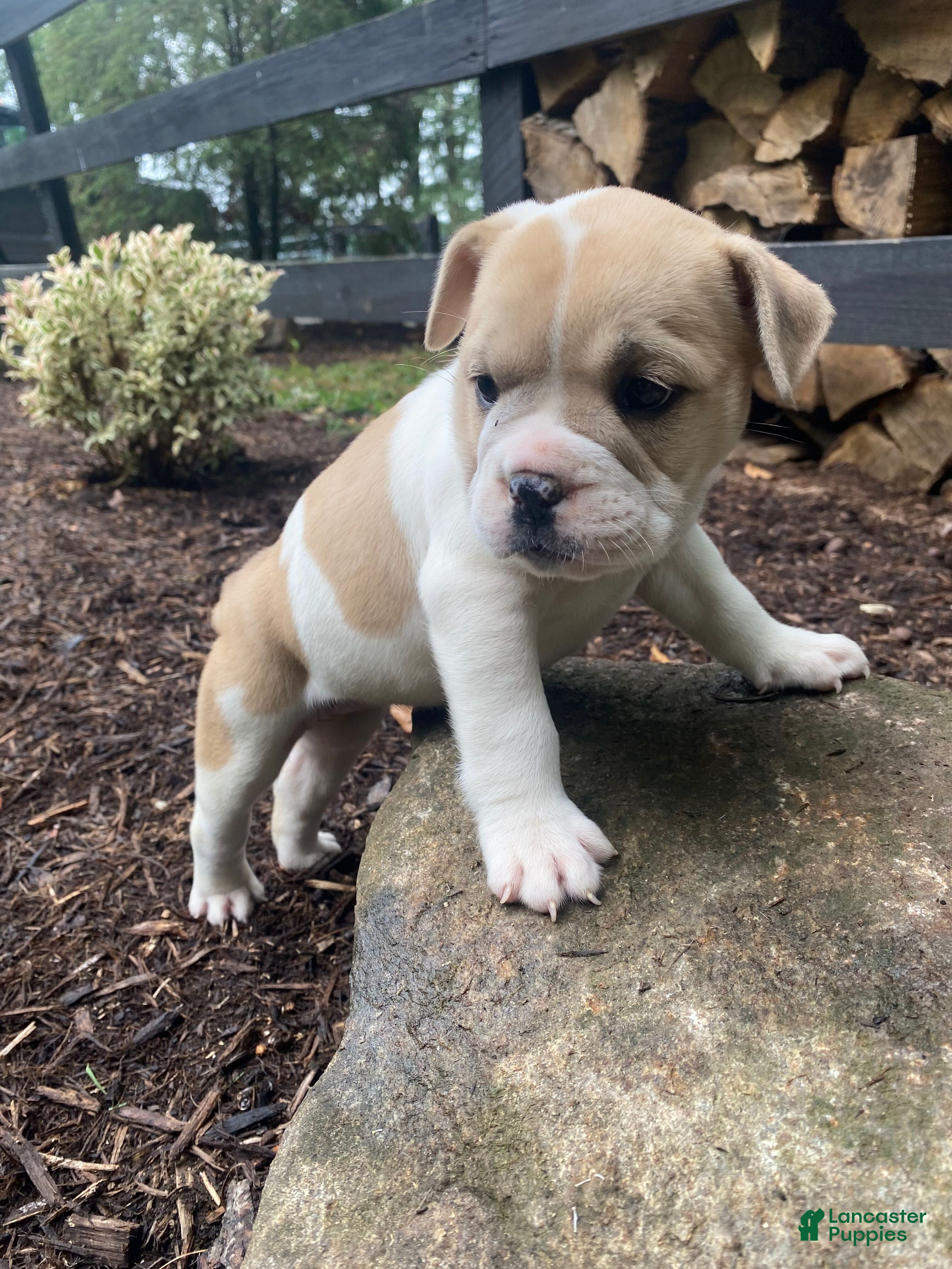 Mixed Breed dogs Lulu - Ad 2