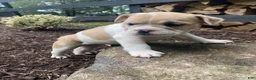 Mixed Breed dogs for sale: Lulu - Ad 2