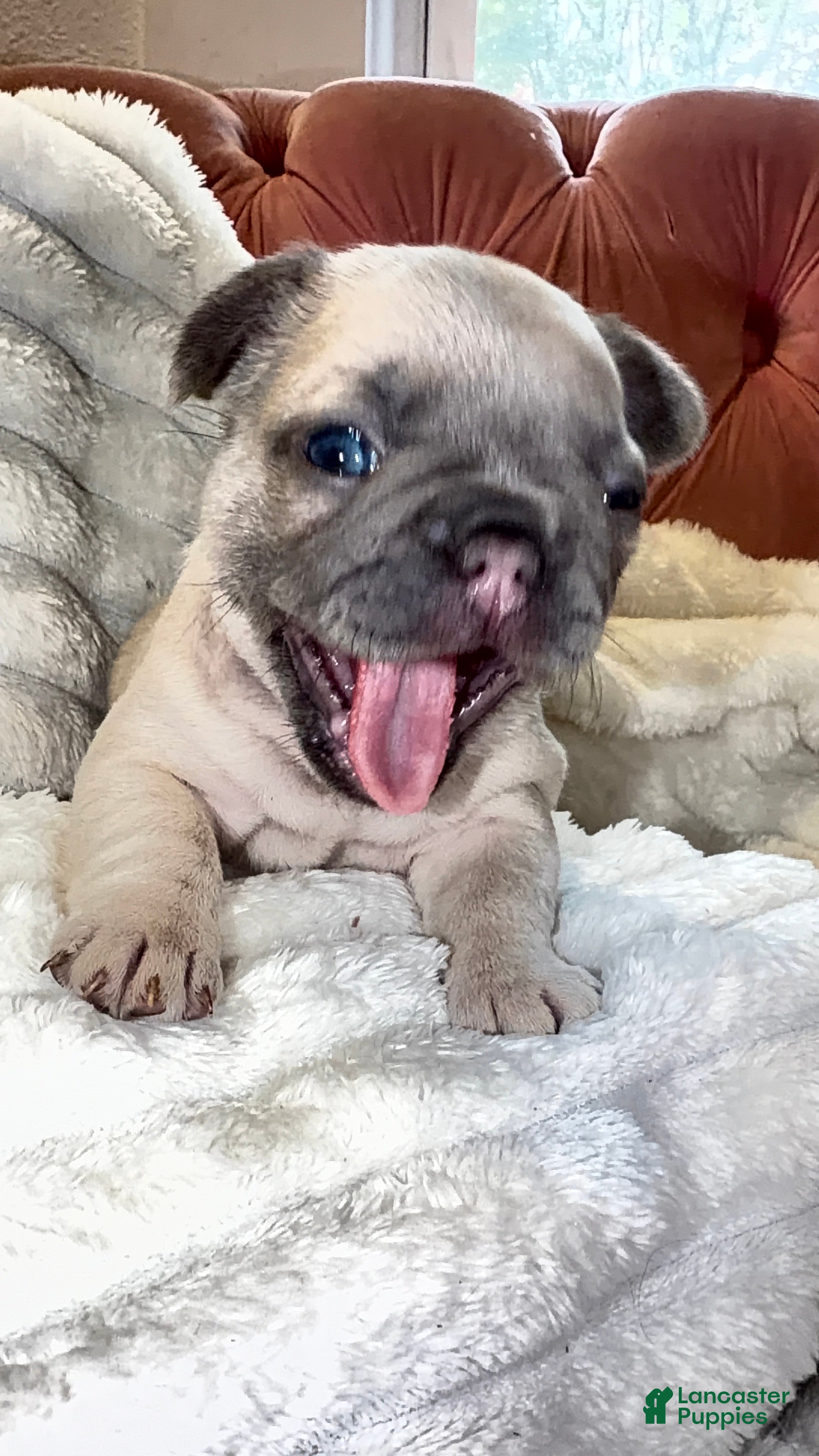 French Bulldog dogs French Bulldog Puppy 6 - Ad 1