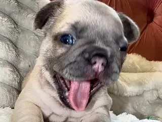 French Bulldog dogs for sale: French Bulldog Puppy 6 - Ad 4