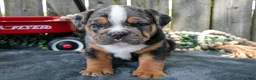 Beabull dogs for sale: Topher - Ad 3